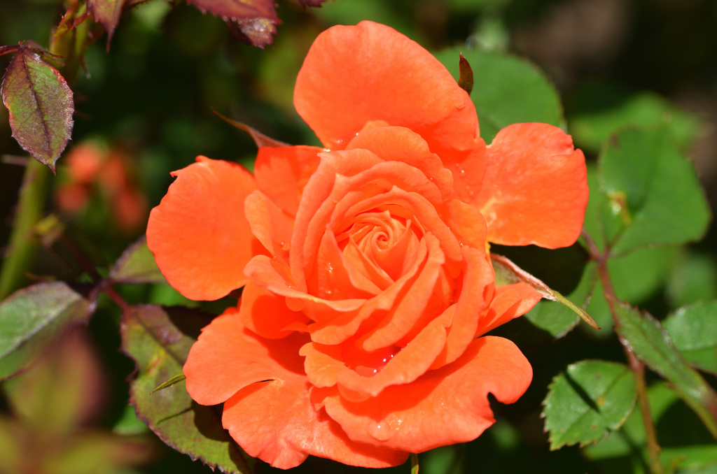 花フェスタ記念公園にて (7)