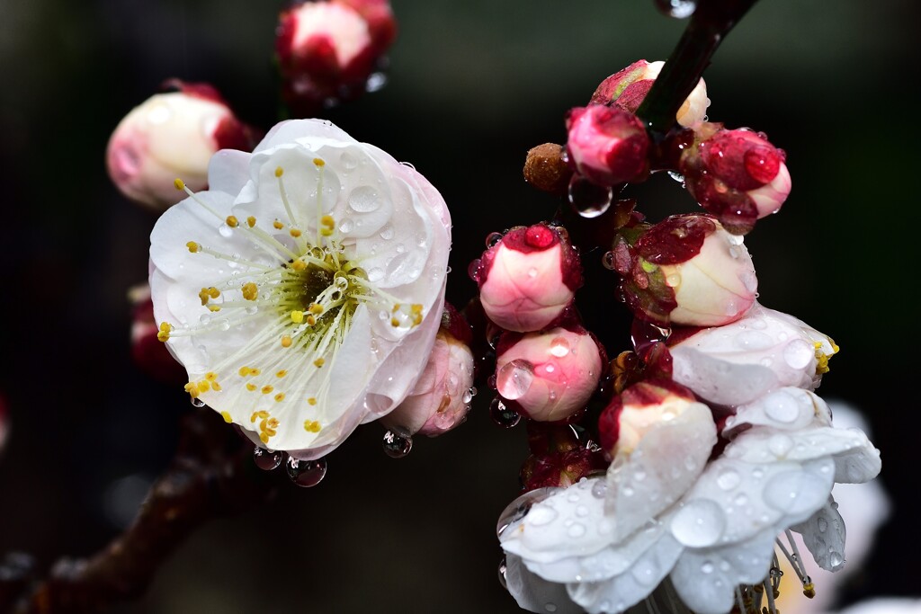 雨の梅林公園　17