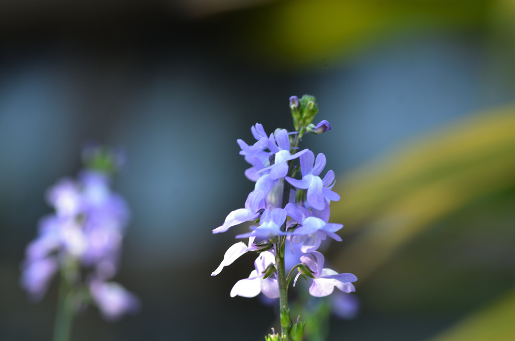 プランターの中で (3)