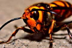 瀕死のスズメバチ！