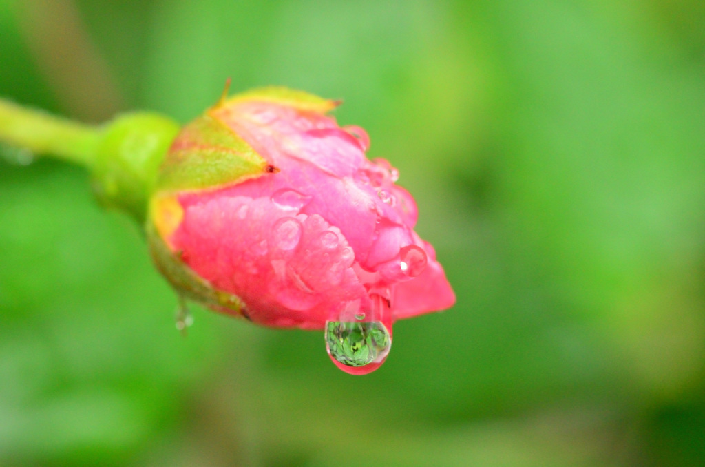 水玉の薔薇 (2)