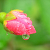 水玉の薔薇 (2)