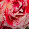 水玉の薔薇 (6)