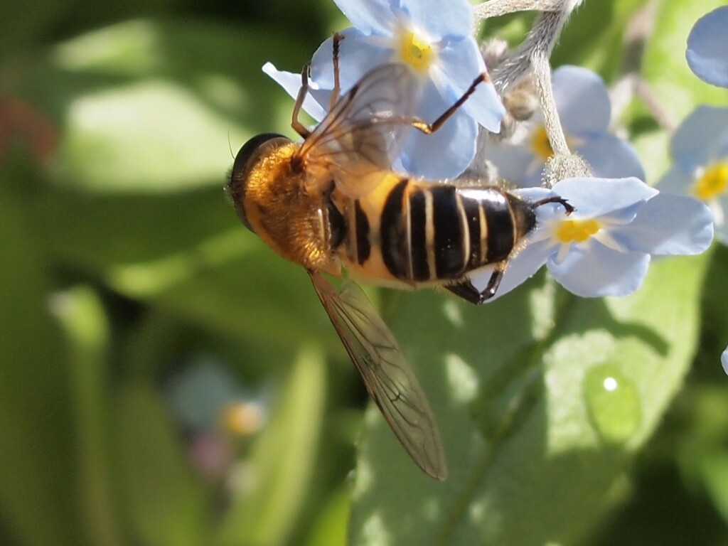 蜂
