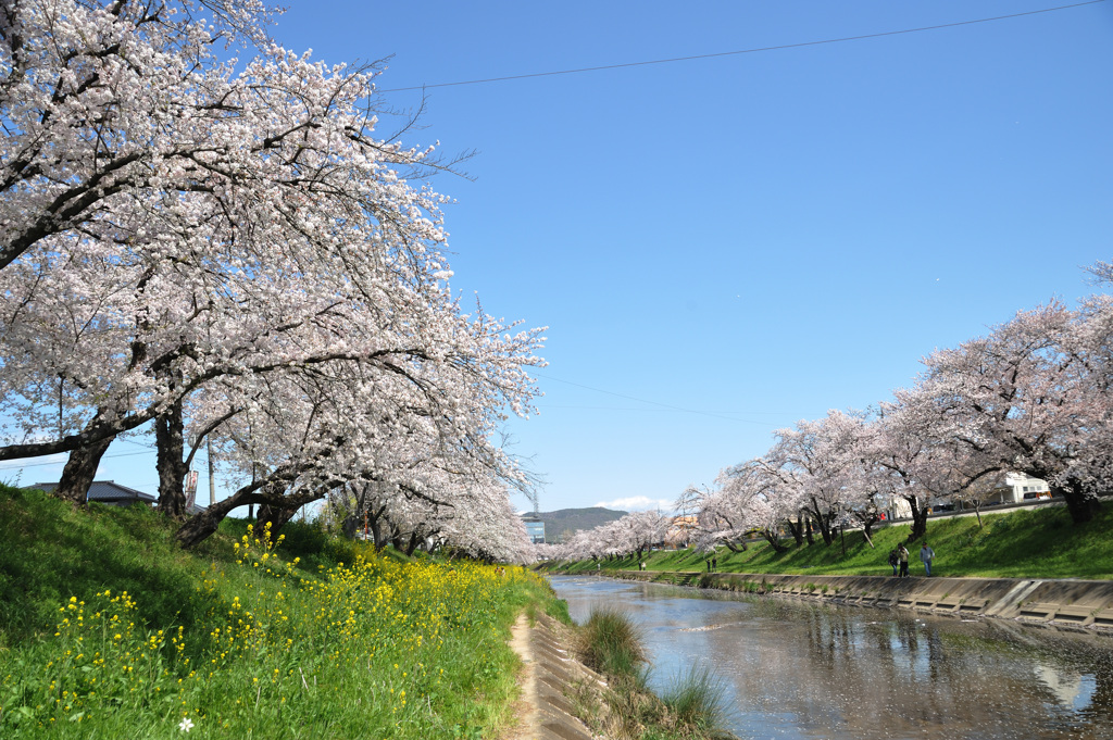 桜　新境川2020.04 (3)