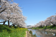 桜　新境川2020.04 (3)