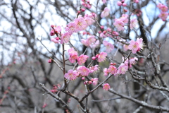 梅林公園2020.02 (11)