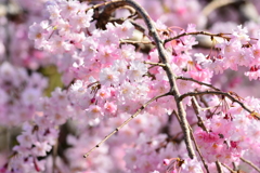 枝垂れ桜(1)