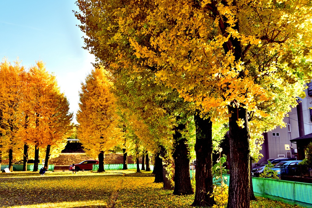 岐阜市　雄日ヶ丘公園のイチョウ！　6　11/23