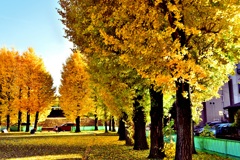 岐阜市　雄日ヶ丘公園のイチョウ！　6　11/23