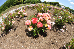 花フェスタ記念公園にて (3)