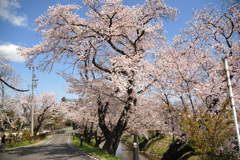桜　新境川2020.04 (1)