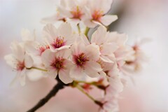 桜　新境川 (8)