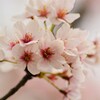 桜　新境川 (8)
