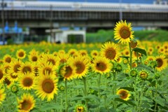 ひまわり3　新幹線と共に