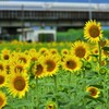 ひまわり3　新幹線と共に