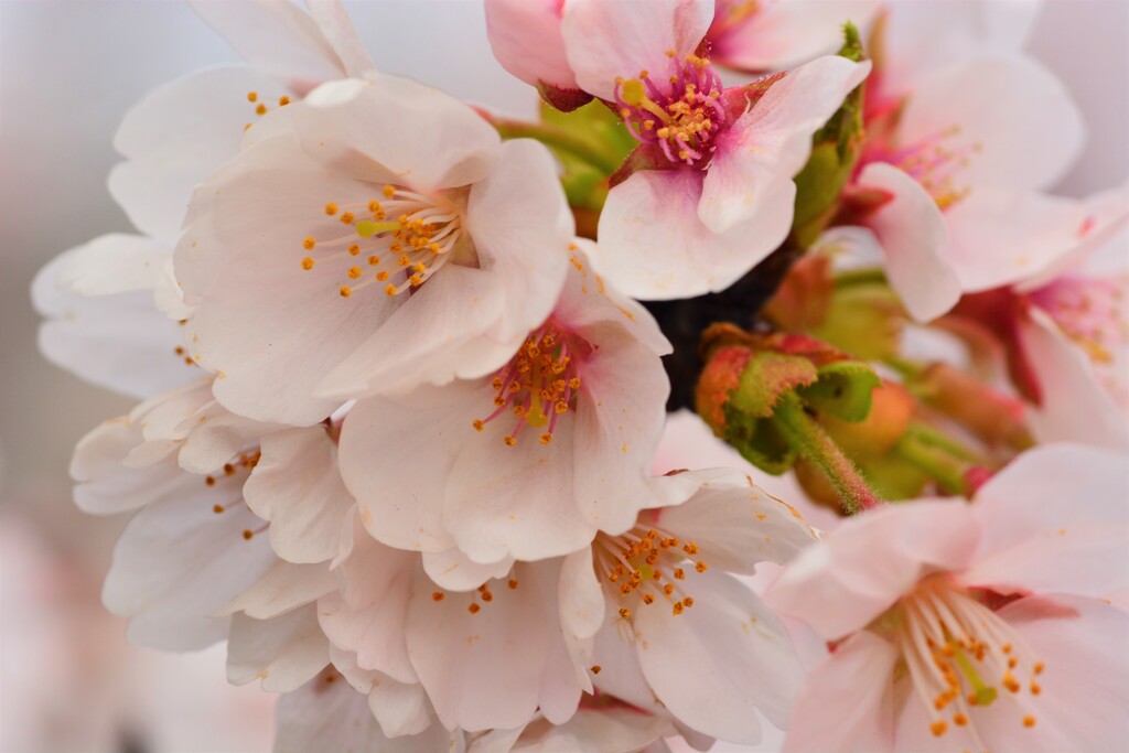 桜　新境川 (9)