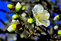 本日の梅林公園！　2　2/10