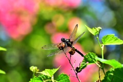 ムギワラトンボ1