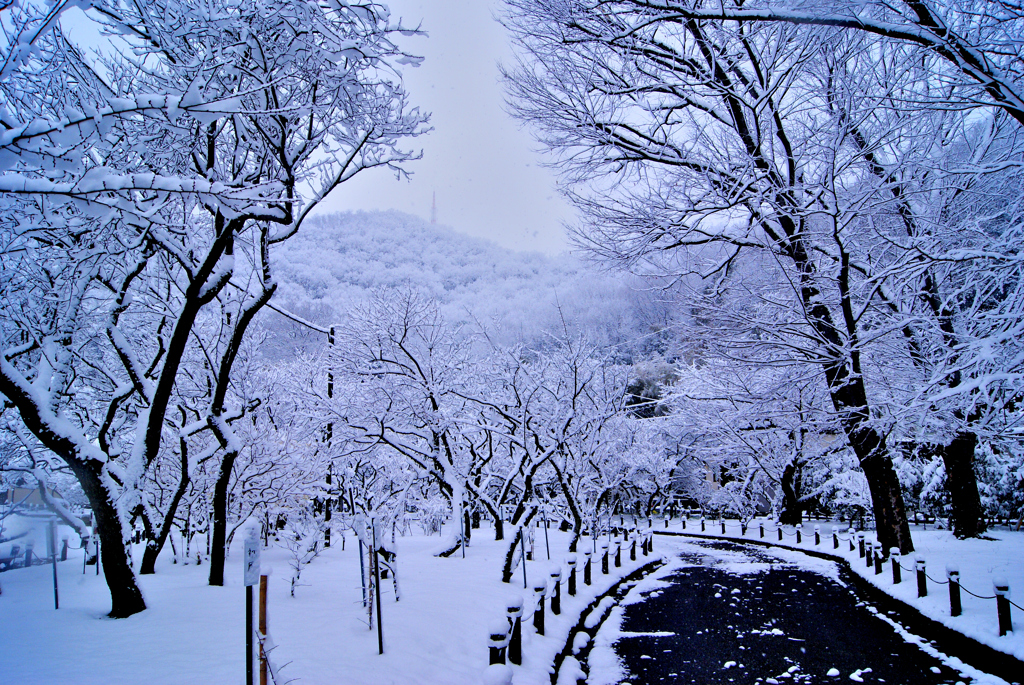 今朝の梅林公園！　1/12