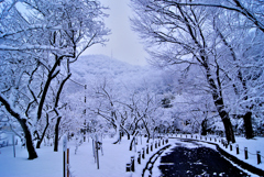 今朝の梅林公園！　1/12