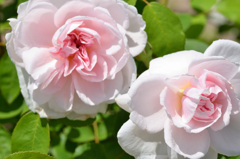 花フェスタ記念公園にて (12)