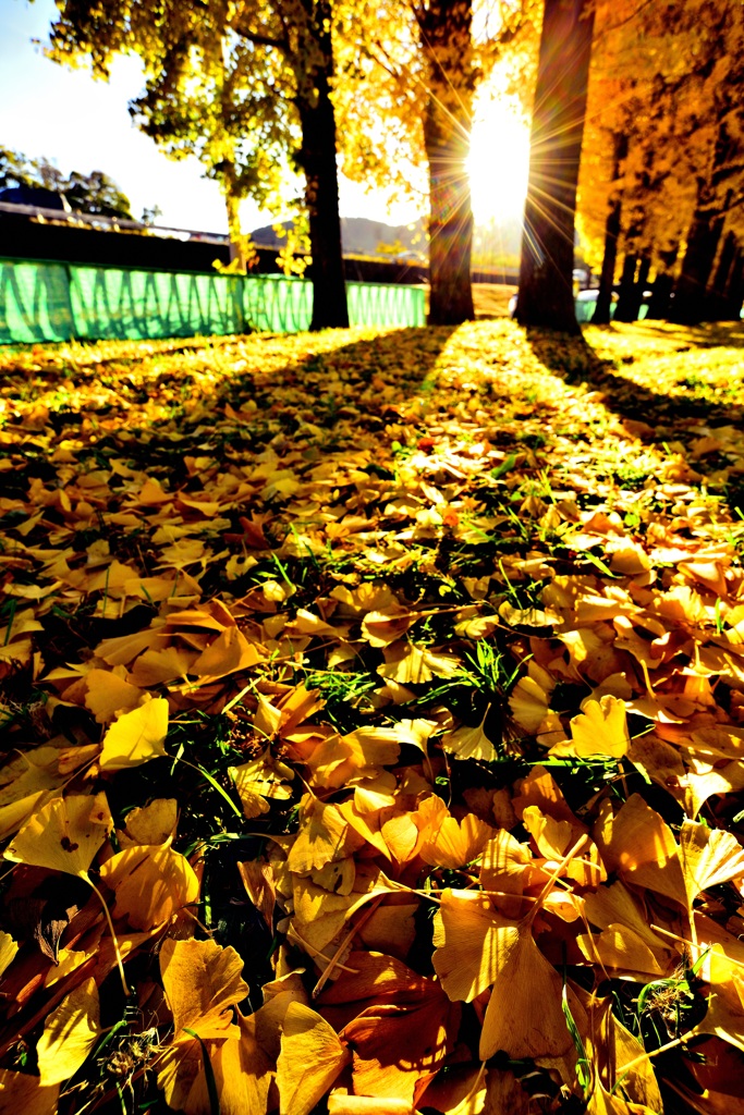 岐阜市　雄日ヶ丘公園のイチョウ！　11/23