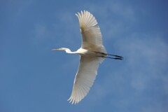 シラサギ１８