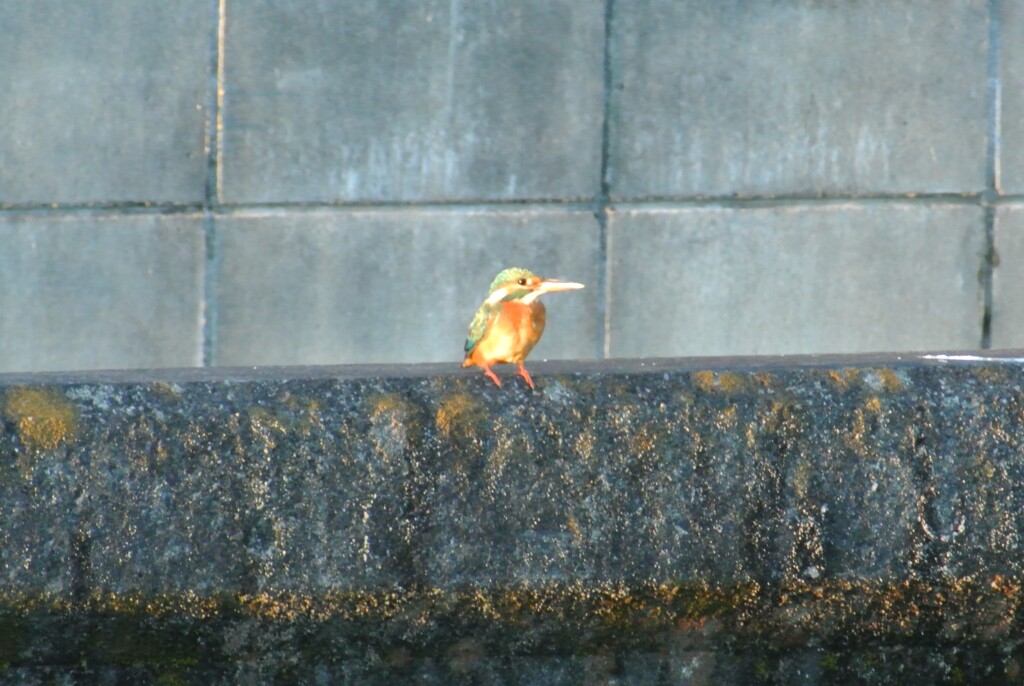 夕日に染まる　　カワセミ