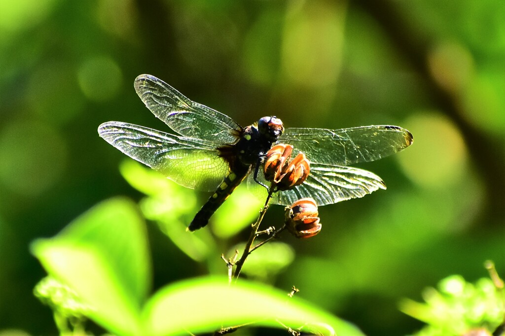 ムギワラトンボ2