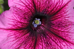 花 (1)