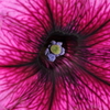 花 (1)