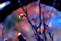 今朝の梅林公園！　4　1/22