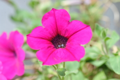 花 0042