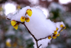 雪の梅林公園！　1/23