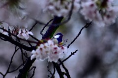 小雨の桜と四十雀！2