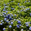 アジサイ　21世紀の森公園