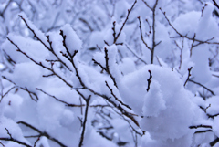 今朝の梅林公園！　1/12