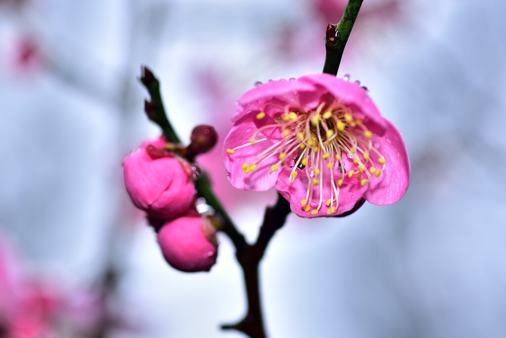 雨の梅林公園　12