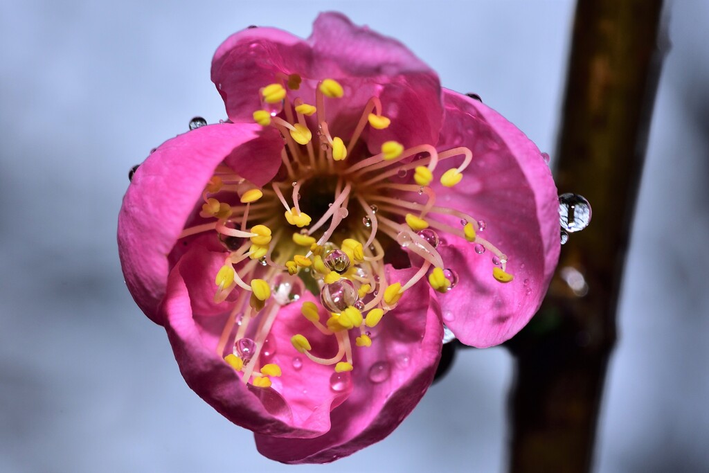 雨の梅林公園　14