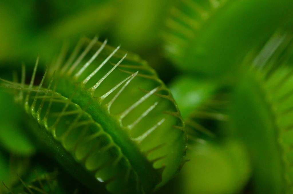 食虫植物