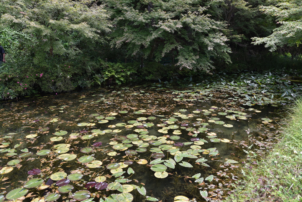 モネの池 (2)