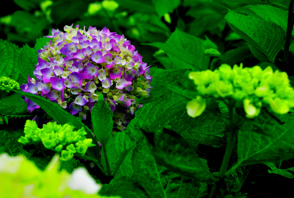 紫陽花