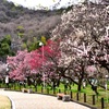 いよいよ満開！　梅林公園　3/15　7
