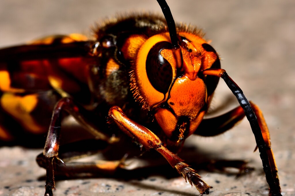 瀕死のスズメバチ！2