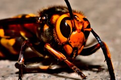瀕死のスズメバチ！2