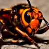 瀕死のスズメバチ！2