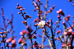 梅林公園4　3/9