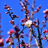 梅林公園4　3/9