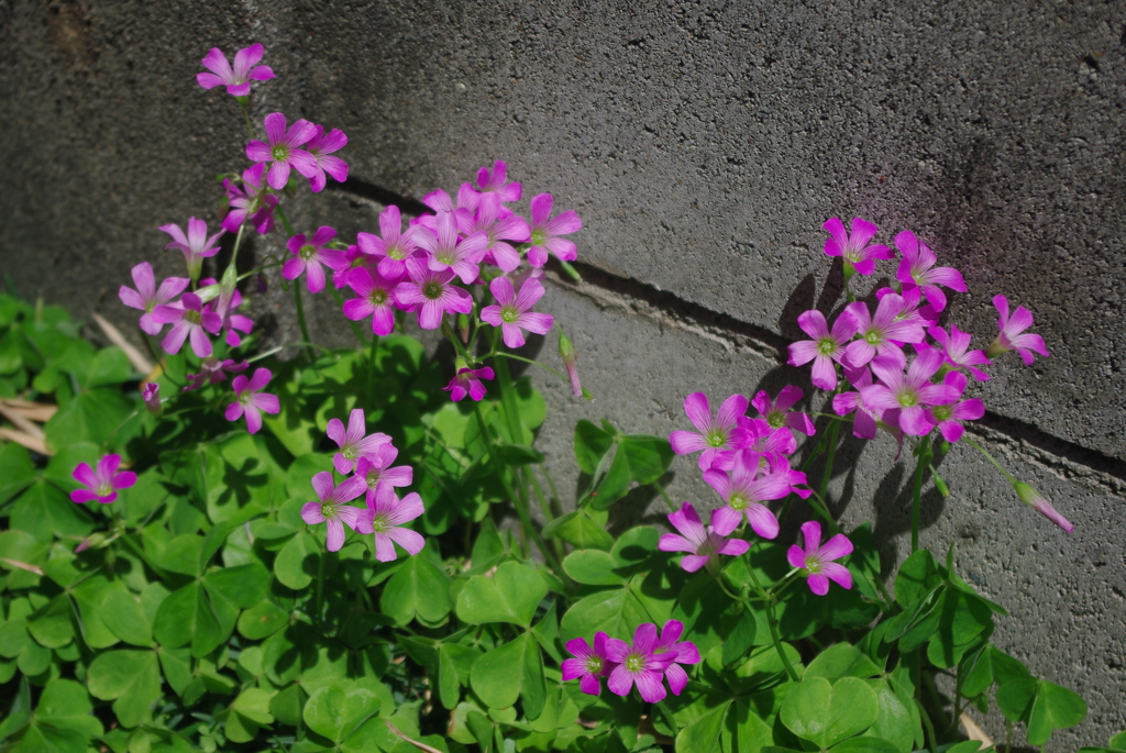路肩の花！